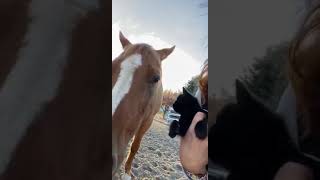 Vicious Kitten Attacks Horse #shorts Fight Like Cats & Dogs