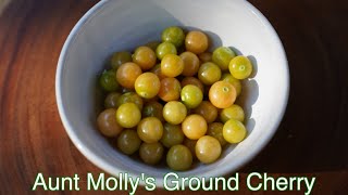 Aunt Mollys Ground Cherry