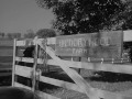 If Pa Just Hangs On To That Black Colt Everything images If Pa Just Hangs On To That Black Colt Everything