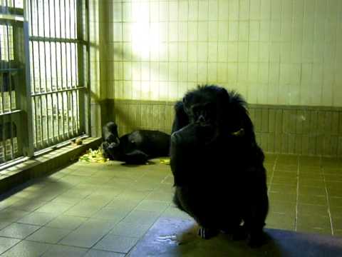 チンパンジー放尿　王子動物園