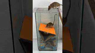 Ideas For Making Mouse Traps That Are Easy To Make At Home #Rattrap #Rat #Mousetrap #Shorts