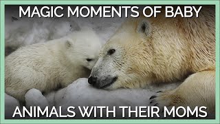 Magic Moments of Baby Animals with Their Moms