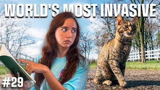 Worlds Most Invasive The Truth About Outdoor Cats