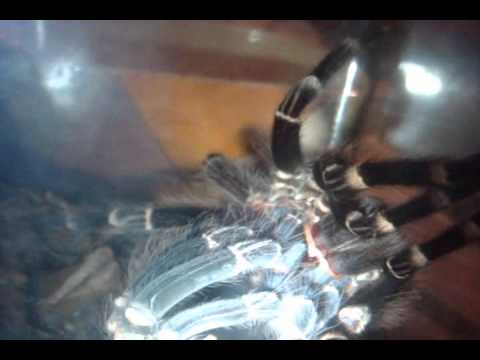 Header of Acanthoscurria brocklehursti