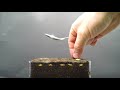 Growing Barley Time Lapse