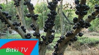 Gövdesinden Meyve Veren Ağaç Jabuticaba Guapuru Nedir