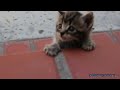 chat