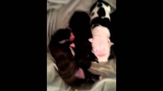 L Apbt 6 Day Old Puppies