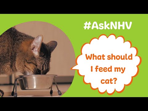 #AskNHV​: What Should I Feed My Cat?