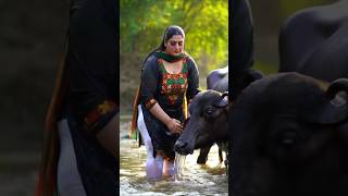Village Girl Giving Bath To Buffalos