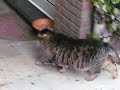 bengaalse tijgerkat