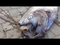 RAW FOOTAGE: Giant Oarfish Found Off California Coast
