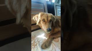Parvo Dog Virus Make Jimmy To Separated From Jacky For Few Days