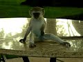 Spunky Monkey