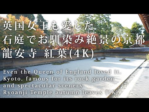 英国女王も愛した石庭でお馴染み　絶景の京都 龍安寺 紅葉(4K) カエデ・エリシア京都 caede|L’ELISIR KYOTO[Ryoanji Temple, Kyoto Red Leaves]