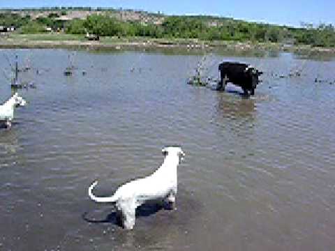 Dogo Argentino 7 meses dogo argentino hunting boar. Dogo Argentino 7 meses