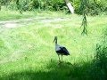 Magányos gólya sétálgat  Gyulán az Erkel tó partján