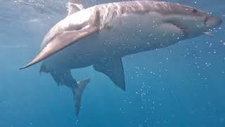 Shark Cage Diving - 11Th October 2025
