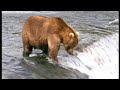 New John West Fisherman and Bear Fight