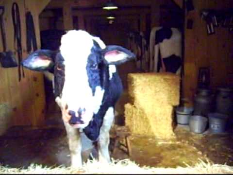 billy graham library. Bessie the Cow at Billy Graham Library