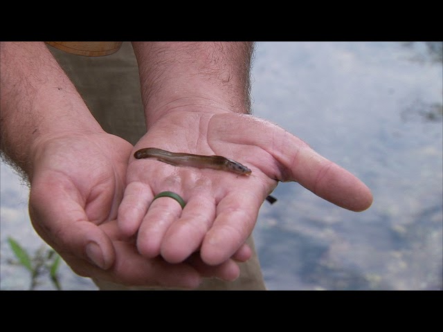 Watch Microfishing 101 on YouTube.