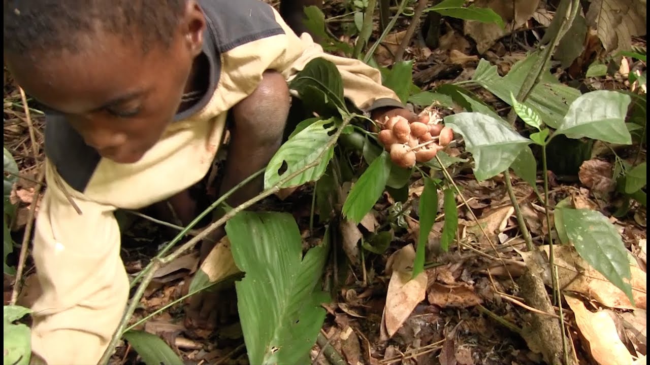 Mushroom collecting with Pygmy hunter-gatherer children in Congo rainforest