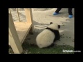 Panda cubs frolic on a slide