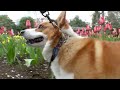 (HD) Sakura & Tulip / ???????? ?????? 20100404 Goro@Welsh corgi
