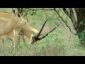 Apareamiento. Animales de Shaba | Naturaleza - Planet Doc
