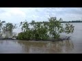 The Critically Endangered Irrawaddy Dolphins of the Mekong River (Full Length)