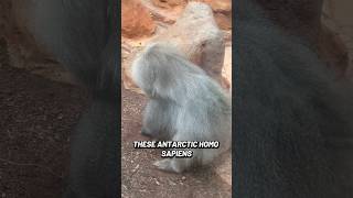 Real Footage Of Antarctic Hominid Ape From Beyond The Ice Wall