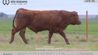 LOTE 99 - TOUROS ANGUS - LEILÃO VIRTUAL SÃO BIBIANO 2020
