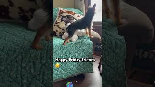 Mini Dog Tgif