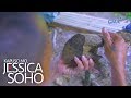 Kapuso Mo, Jessica Soho: Naging milyonaryo nang dahil sa puno...
