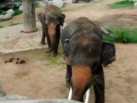 タイ北部のチェンマイ動物園のゾウさん