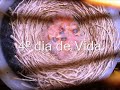 Primeiros dias de vida filhotes de canario belga - youtube