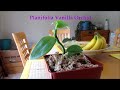 Growing Vanilla Orchid Planifolia Update Part 2