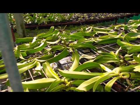 Lan ngọc điểm rừng tính ký cây lớn (LH:0909085430)
