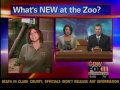 Cotton top tamarins at the NEW Zoo
