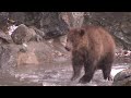 New  Bear Cubs Frolic at the Bronx Zoo