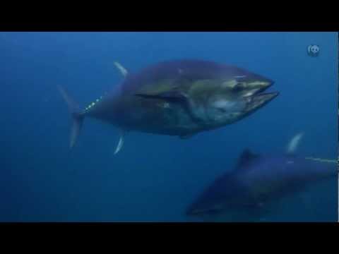 Trailer: Atlantic Bluefin Tuna: Sustainability at Risk | WWF