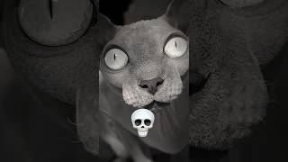 You Are Not Afraid Of The Cat