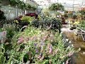 Annual Plants