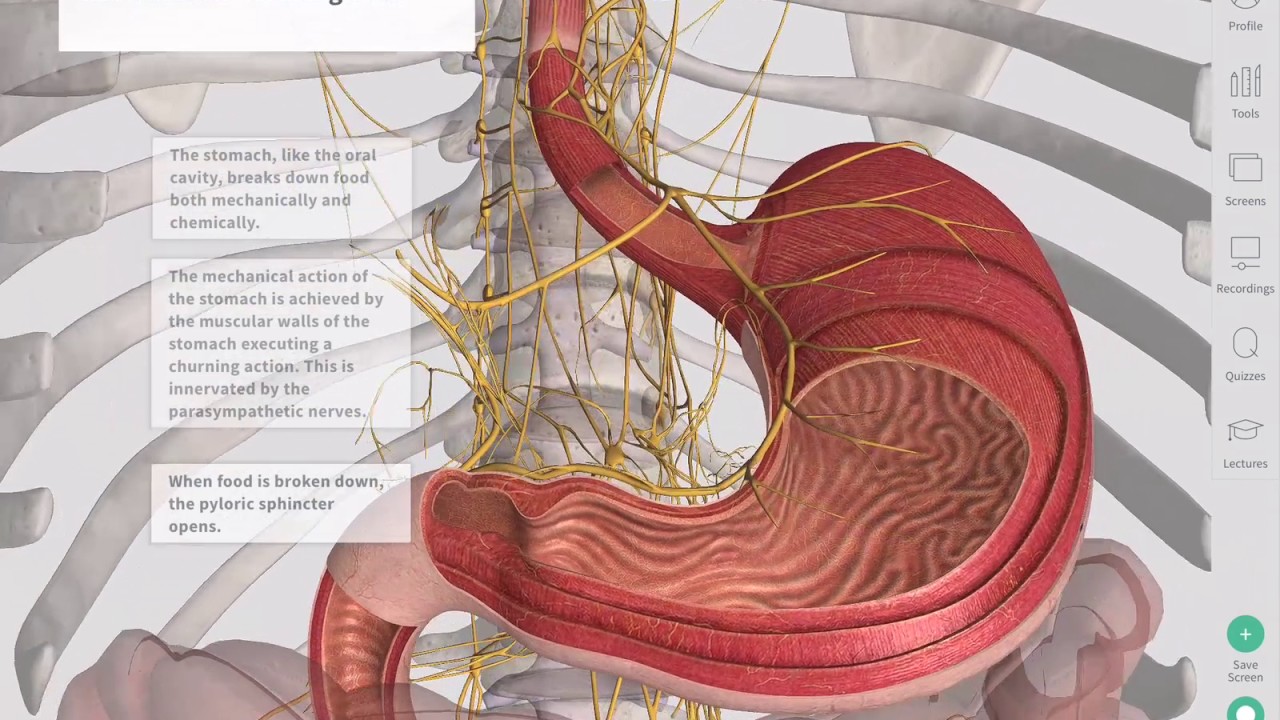 Gastrointestinal vacation sodomite compilations