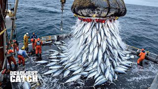 How 72 Hours Of Bluefin Tuna Fishing Can Lead To A 2 Million Payoff Fishing Doentary