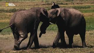 Удивительные Слоны