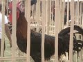 Si Gempar Ayam Pelung Sang Juara images Si Gempar Ayam Pelung Sang Juara