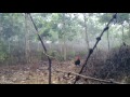 Ayam Hutan images Ayam Hutan