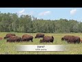 Buffalo in Riding Mountain National Park