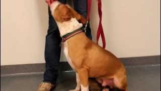 Sam-Available At The Humane Society Of Missouri